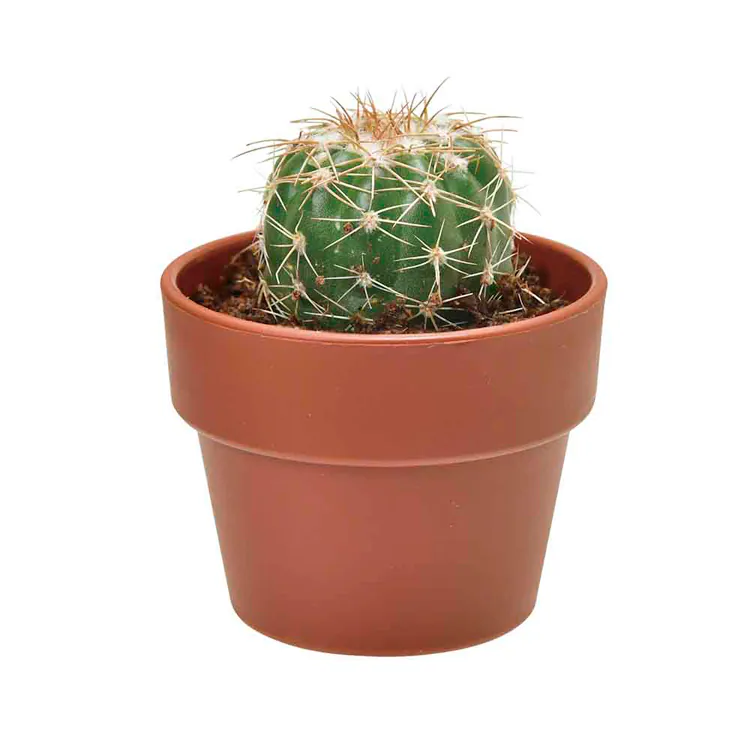 育てるカプセル サボテン GD-921 【プラザセレクト】