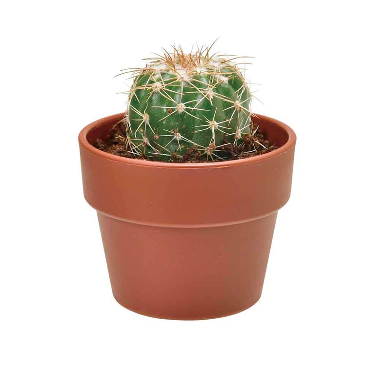 【4個セット】育てるカプセル サボテン 【プラザセレクト】