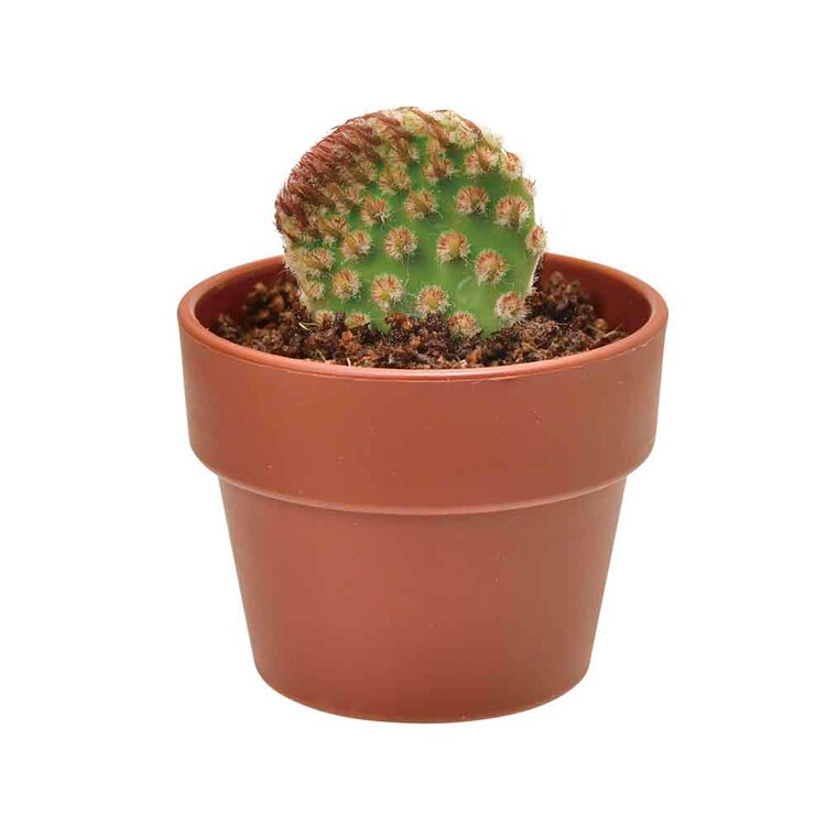 【4個セット】育てるカプセル サボテン 【プラザセレクト】