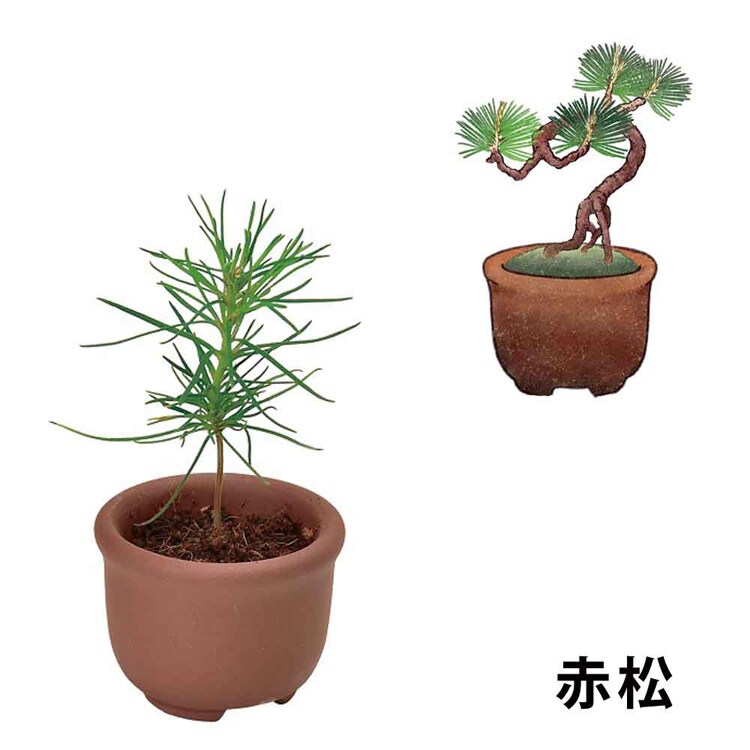 【4個セット】育てるカプセル まめ盆栽 【プラザセレクト】