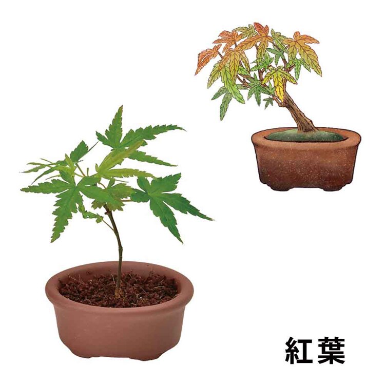 【4個セット】育てるカプセル まめ盆栽 【プラザセレクト】