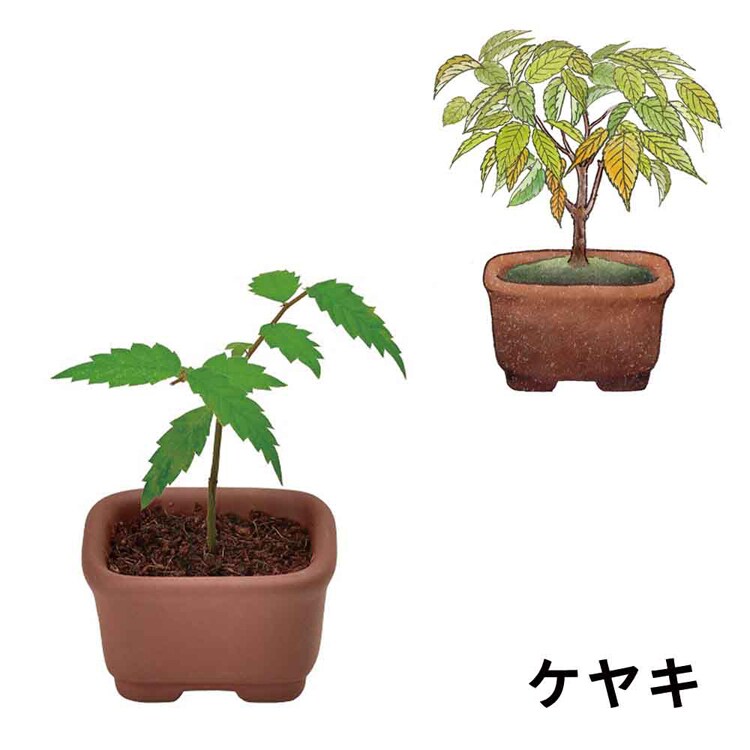 【4個セット】育てるカプセル まめ盆栽 【プラザセレクト】