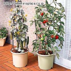 【クリックで詳細表示】ベジタブルポット深型 10号・12号 ベジタブルグリーン/ベジタブルブラウン    大根・カブ・ニンジン・ジャガイモなどの根ものの野菜を植えるのに最適な鉢です。支柱は鉢の周囲に3本固定できるようになっています。排水性と通気性を良くするために、スリット溝付きの上げ底構造になっています。また、カラーはベジタブルグリーン、ベジタブルブラウンの2色から選べます。※12号 ベジタブルブラウンは完売いたしました。