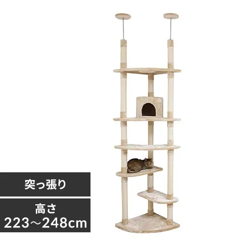 �y�󂠂�z�L���b�g�^���[ �c�C���˂����� �x�[�W���@