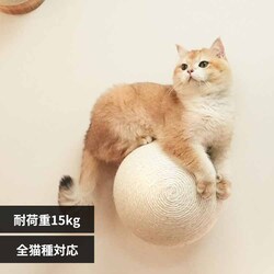 CATURN N18 �L���^�[���܌����{�[�� MZ0001 �y�v���U�Z���N�g�z