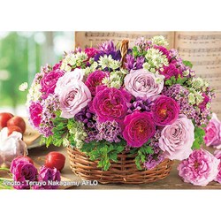 �A�b�v������ 500�s�[�X �o���F�̃G�`���[�h 500-299 �y�v���U�Z���N�g�z