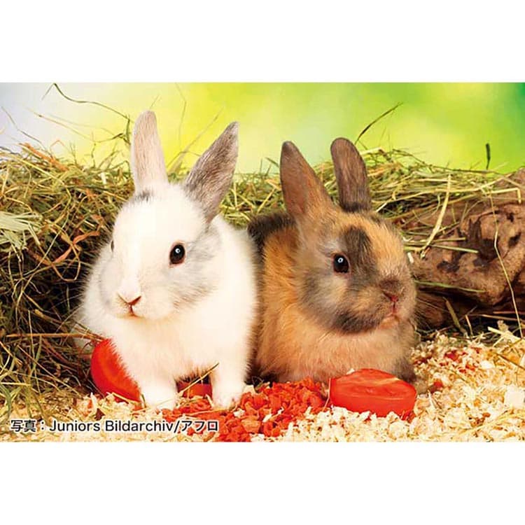 �A�b�v������ 88�s�[�X �ڂ������x�W�^���A�� 88-107 �y�v���U�Z���N�g�z