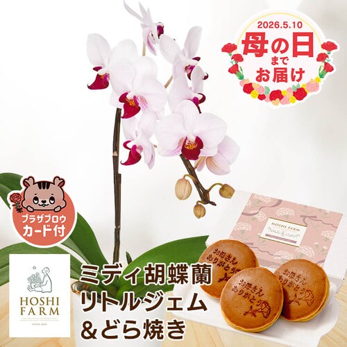 ��̓� 2026 �� �M�t�g ���� �J�[�l�[�V���� �Ӓ��� ���َq�Z�b�g �M�t�g ���A�� �J�[�l�[�V���� �ǂ�Ă� �y���͂���5/6(��)�`5/9(�y)�z�y�����w��s�z�y������s�z_0