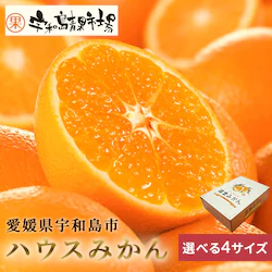 宇和島青果市場 宇和島ハウスみかん 1.3kg
