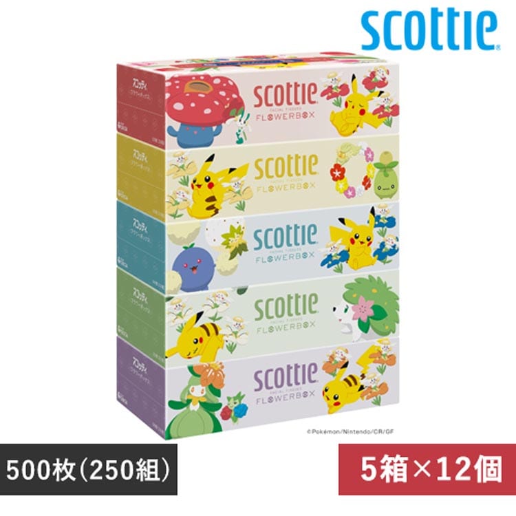 �y12�Z�b�g�z�X�R�b�e�B �e�B�b�V�� �t�����[�{�b�N�X 250�g�i500���j5���p�b�N �|�P����
