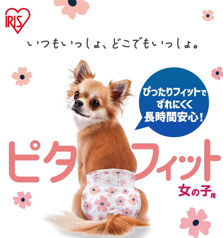【女の子用】【342枚】犬 おむつ ピタフィット S 57枚入&times;6袋   NPD-S57 犬 おむつ0