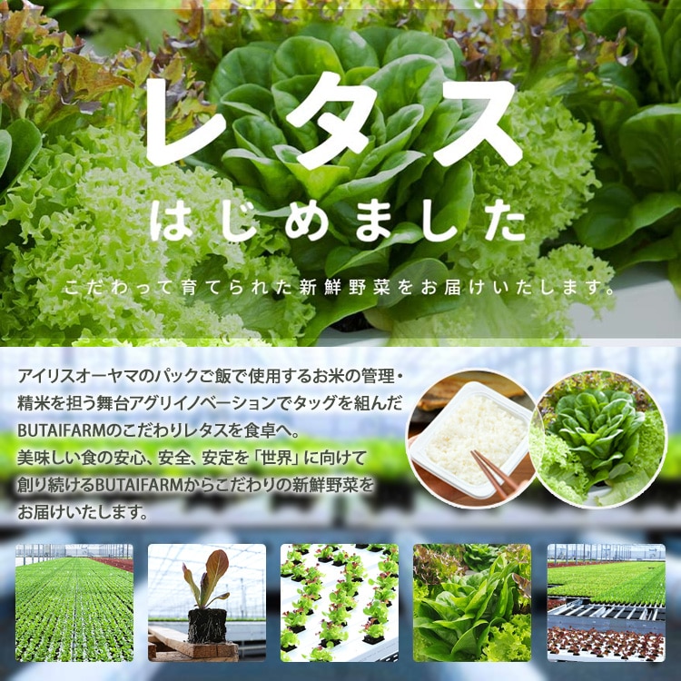 6個】 つみたてサラダ（レタス） 【時間指定不可】 7266815│アイリス