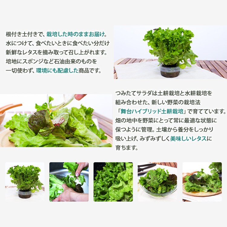 【6個】 つみたてサラダ（レタス） 【時間指定不可】2
