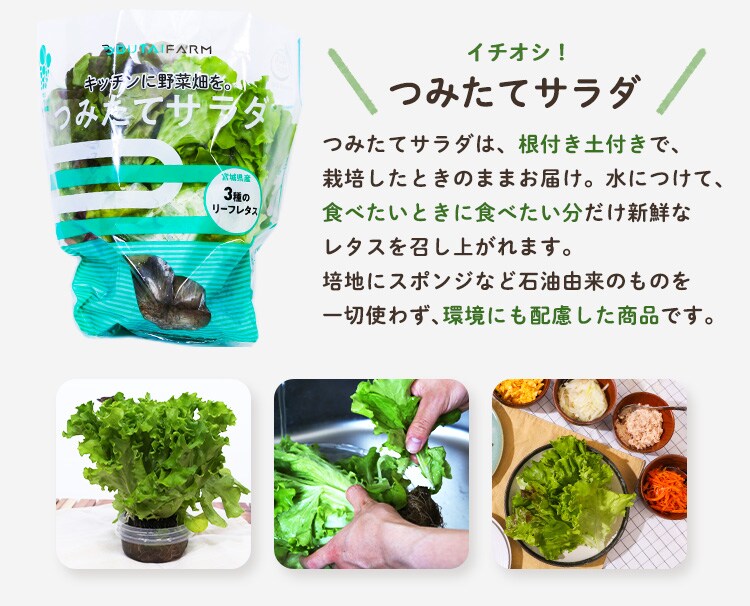 お任せ野菜ボックス リーフセット【時間指定不可】1