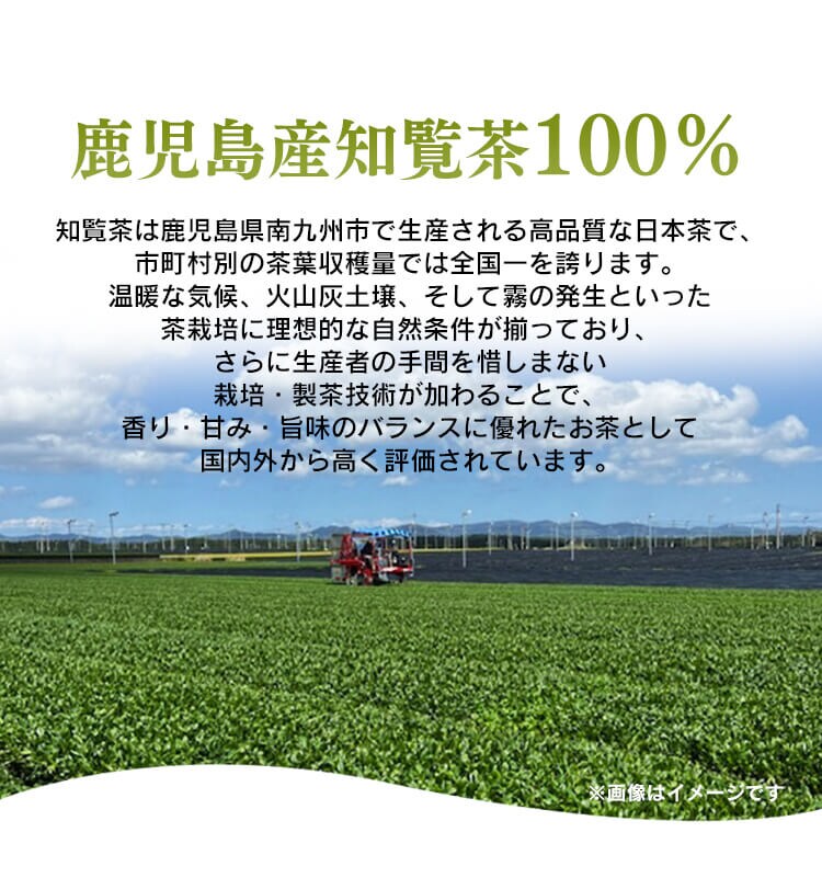 知覧茶 緑茶 ティーバッグ 1