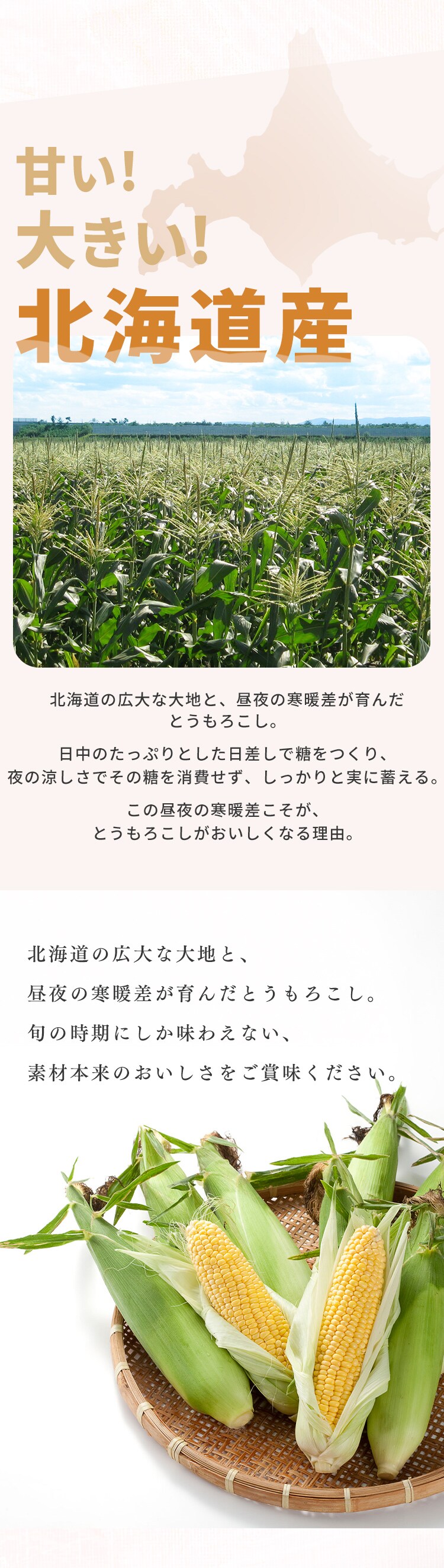 北海道産黄色とうもろこし8本3