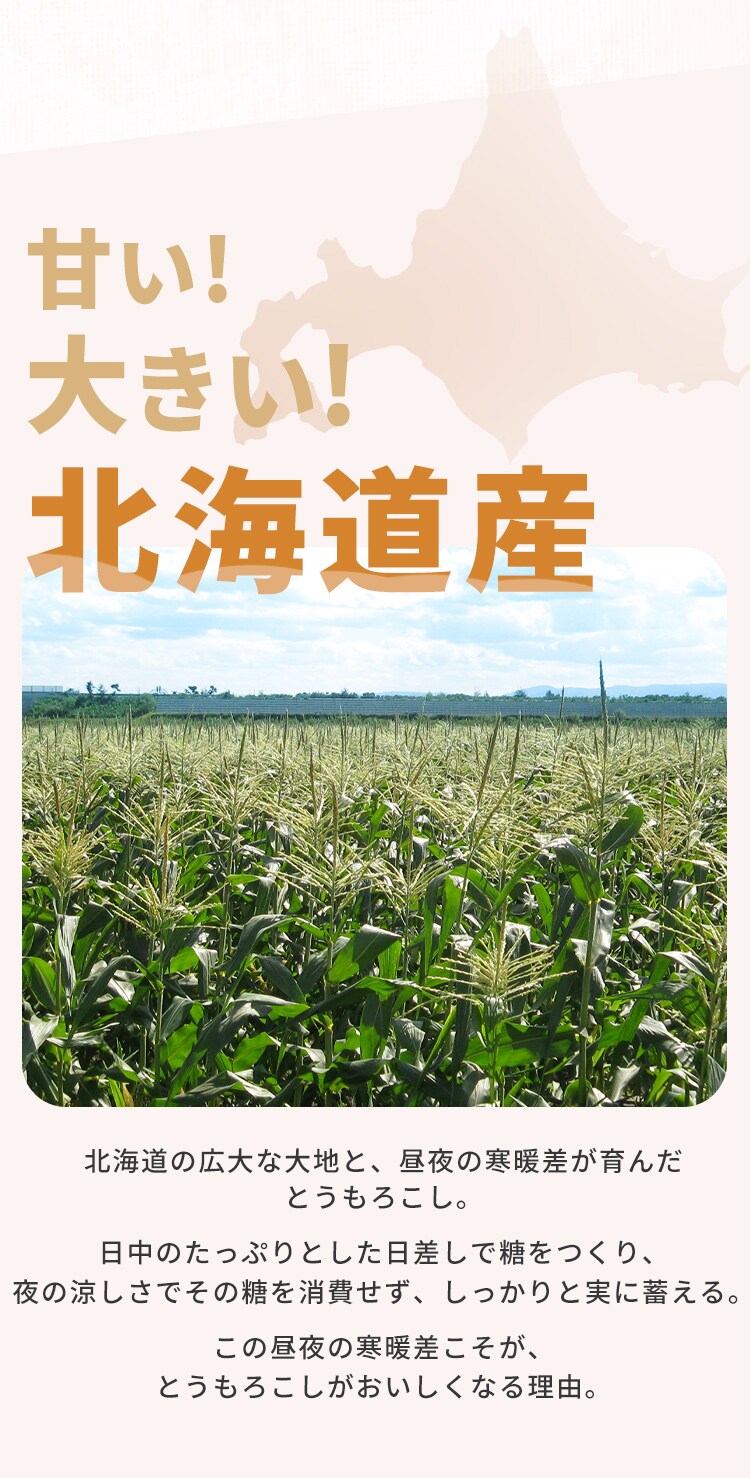 北海道産白いとうもろこし8本3