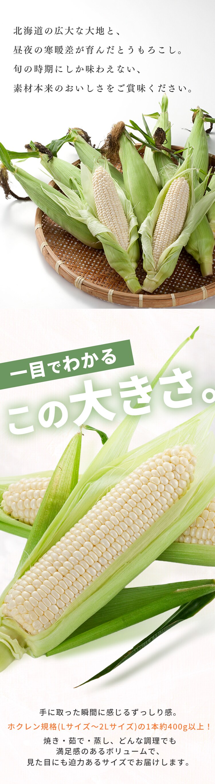 北海道産白いとうもろこし8本4