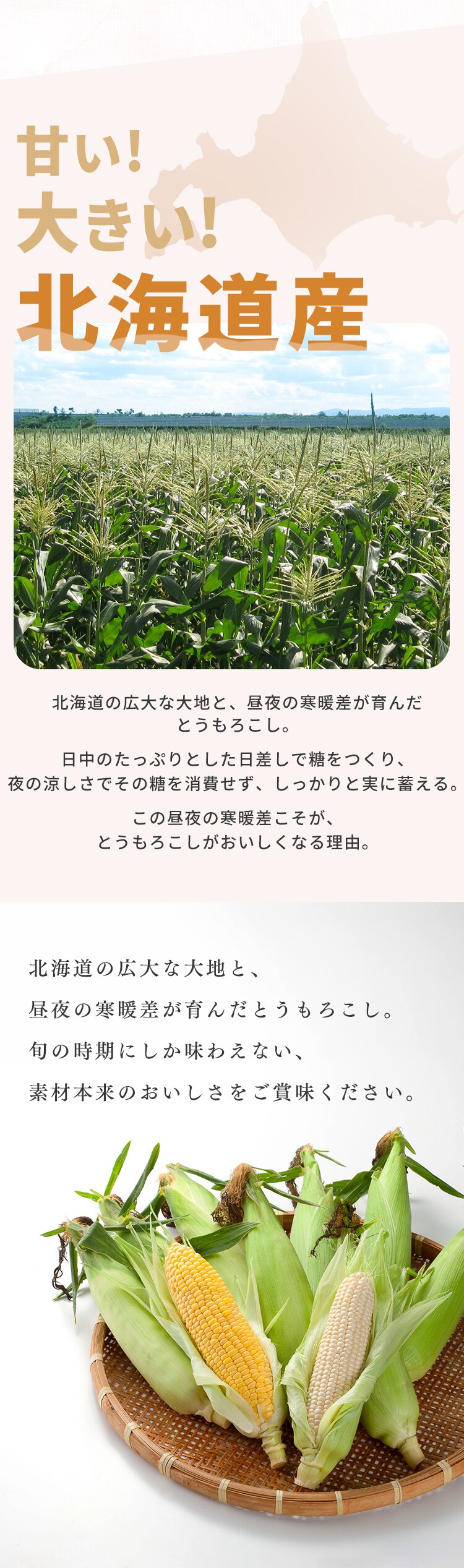 北海道産黄色･白いとうもろこし 各5本4
