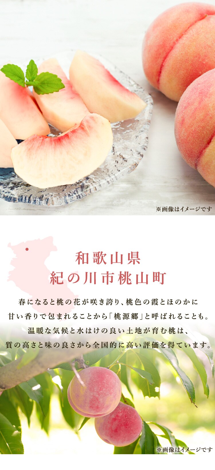 和歌山あら川の桃（5玉） AF-AM5 【時間指定不可】【代引不可】【同梱不可】1