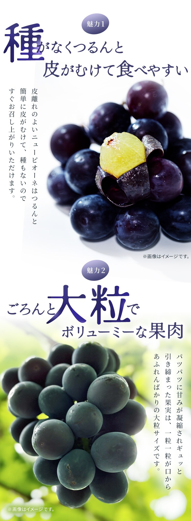 ぶどう詰合せ AF-SPS 【時間指定不可】【代引不可】【同梱不可】4
