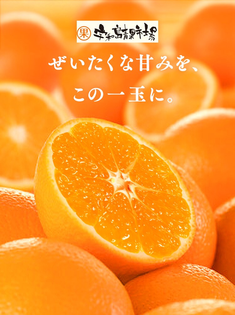 宇和島青果市場 宇和島ハウスみかん 1.3kg 0