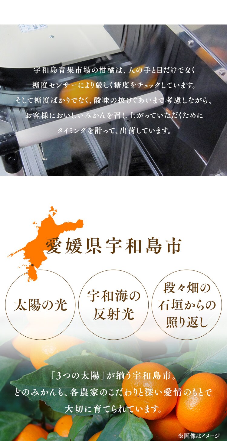 宇和島青果市場 宇和島ハウスみかん 1.3kg 3