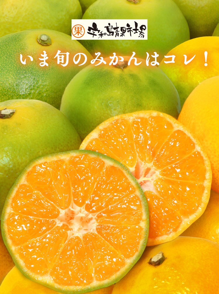 宇和島青果市場 宇和島極早生みかん 上品 甘み 産地直送 3kg 0