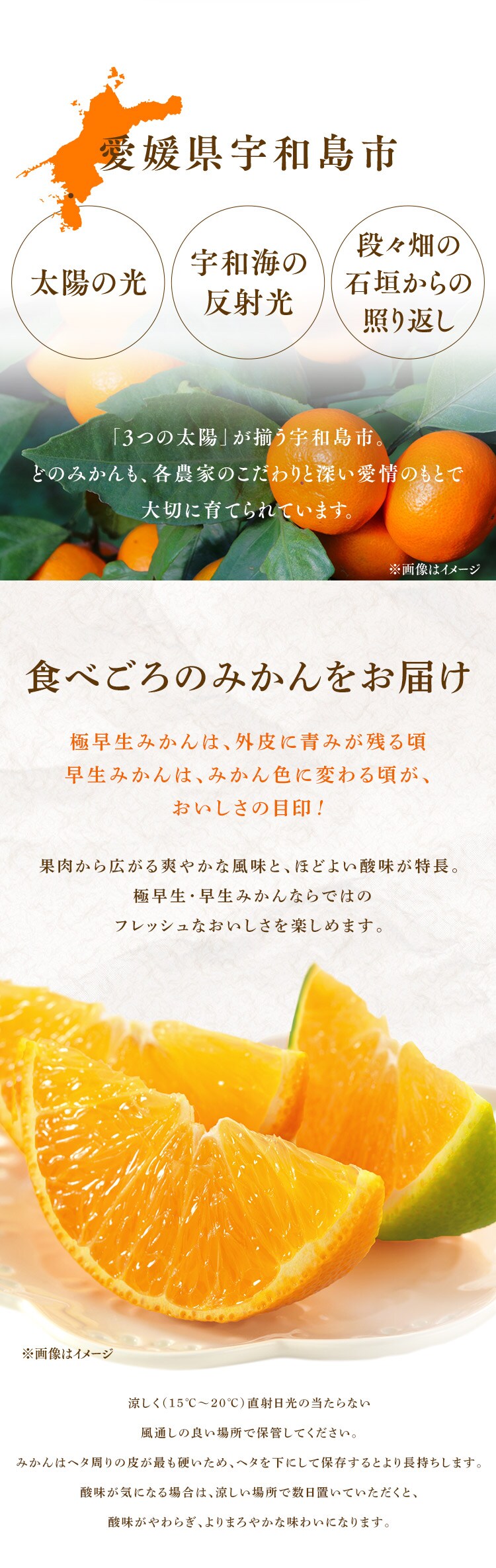 宇和島青果市場 宇和島極早生みかん 上品 甘み 産地直送 3kg 3