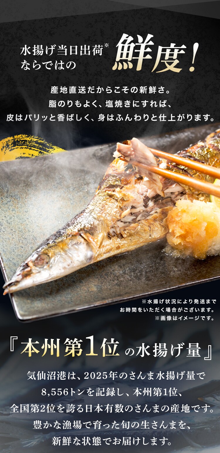 とれどき三陸三陸・気仙沼産　生さんま10尾 【時間指定不可】【代引不可】【同梱不可】2