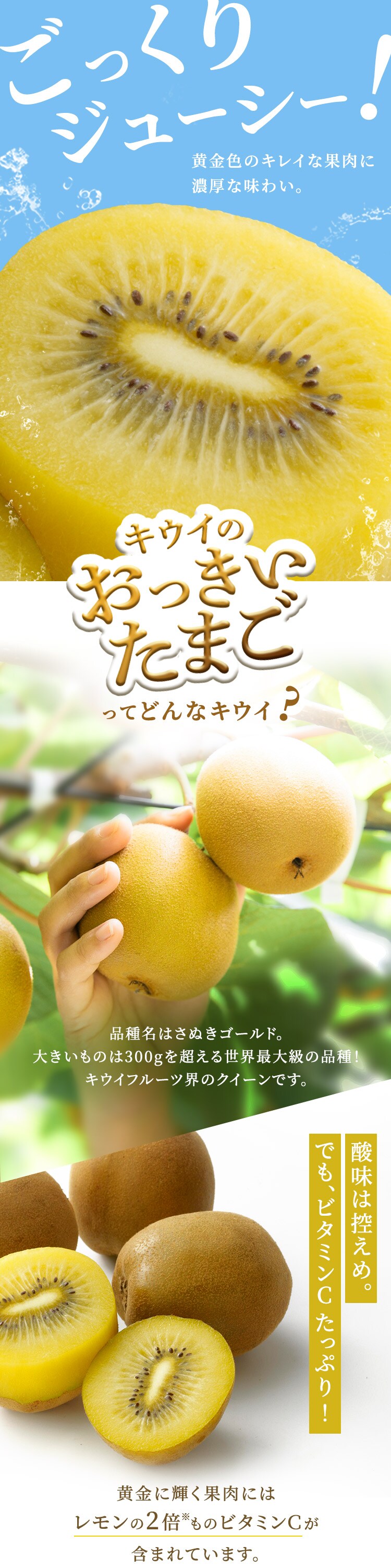 キウイの大っきいたまご（さぬきゴールド）ご自宅用 【時間指定不可】【代引不可】【同梱不可】1