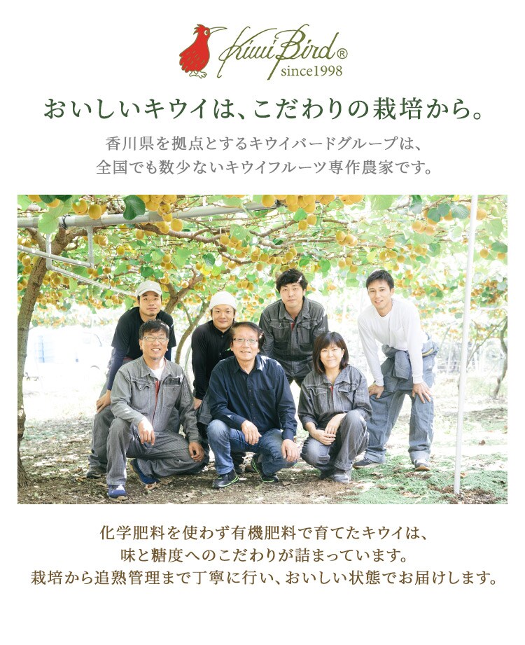 キウイの大っきいたまご（さぬきゴールド）ご自宅用 【時間指定不可】【代引不可】【同梱不可】3