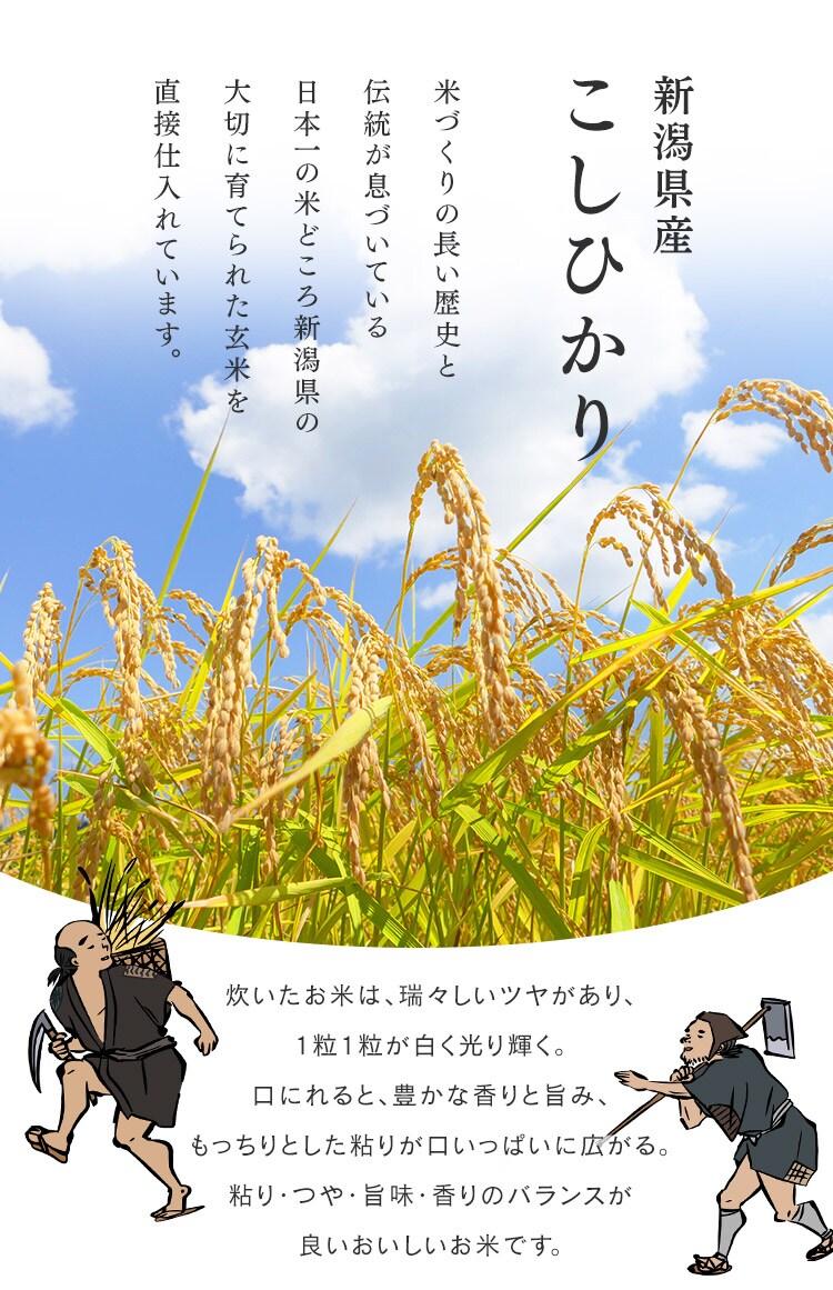 令和7年産 米 無洗米 新潟県産 コシヒカリ 1.5kg5