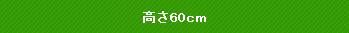 ����60cm