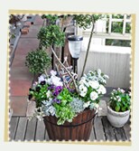 パンジービオラとシンボルツリーの寄せ植え