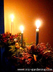 �L�����h���f�B��