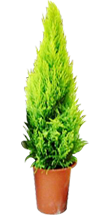 �R�j�t�@�[�i�E�B���}�j
