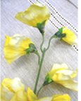 �X�C�g�s�[
