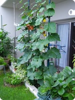 2m50cm�ʂ̍�����