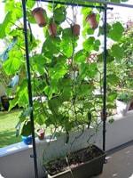 2m50cm�ʂ̍�����