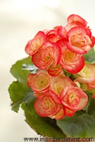 �t�}���ő��₷���Ƃ��ł��܂��B�ł��邾�����C�ȗt��I�сA�t����1�`2cm�c���ăJ�b�g���܂��B