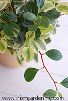 �ł��邾�����C�ȗt��I�сA�t����1�`2cm�c���ăJ�b�g���܂��B