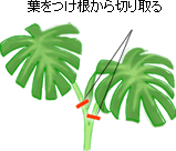 ���C�Ȏ}��2�`3�ߕt���āA��������s���J�b�g���܂��B