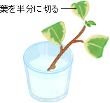 �t�𔼕��ɐ؂�A1���Ԃقǐ��ɂ��܂��B