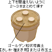 �㉺���ԈႦ�Ȃ��悤�ɁA2�`3�{�܂Ƃ߂ăS�[���f������|�{�y�y�����؁E��܂��p�z�܂��͐ԋʓy�i�����j�ɑ}���A���邢���A�ŊǗ����܂��B