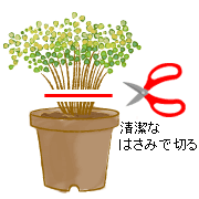 �����Ȃ͂��݂�p�ӂ��A�s��n�ۂŐ؂�߂��܂��B