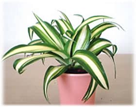 オリヅルラン｜8月の観葉植物 | アイリスプラザ_メディア
