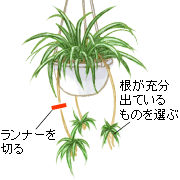 �����i�[�ɂ��q�����瑝�₷���Ƃ��ł��܂��B