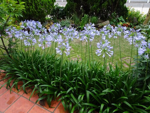緑映える木々、植栽にこだわった心安らぐ庭