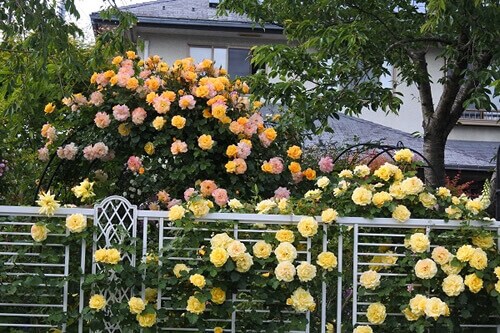 バラ咲く風景を夢見て、庭で過ごす日々